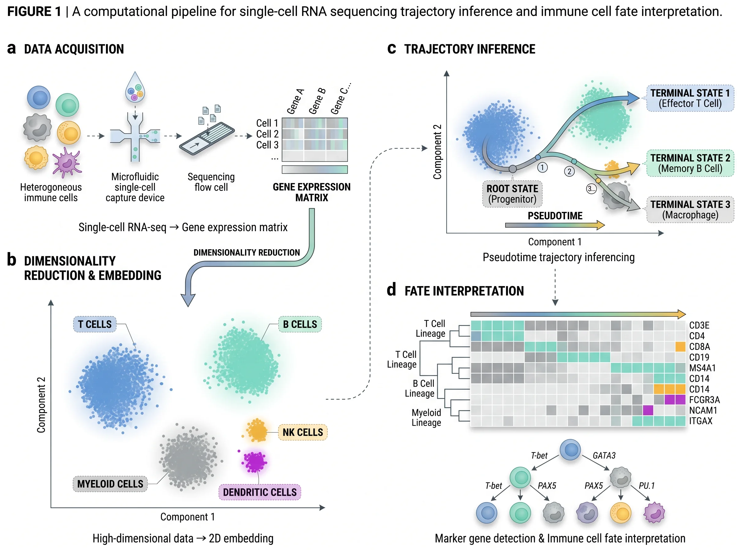 Single-Cell Trajectory Inference for Immune Differentiation